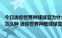 今日迷你世界种球球豆为什么会消失（新版迷你世界球球豆怎么种 迷你世界种植球球豆）