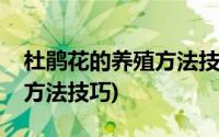 杜鹃花的养殖方法技巧和时间(杜鹃花的养殖方法技巧)