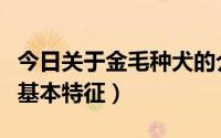 今日关于金毛种犬的介绍（纯种金毛犬的十大基本特征）