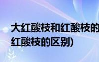 大红酸枝和红酸枝的区别在哪里(大红酸枝和红酸枝的区别)