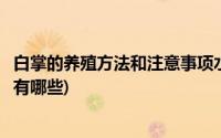 白掌的养殖方法和注意事项水养(白掌的养殖方法和注意事项有哪些)