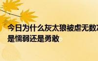 今日为什么灰太狼被虐无数次仍不放弃对红太郎的爱这个人是懦弱还是勇敢