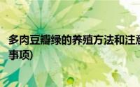 多肉豆瓣绿的养殖方法和注意事项(豆瓣绿的养殖方法和注意事项)