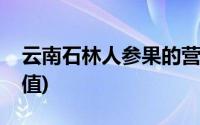 云南石林人参果的营养价值(人生果的营养价值)