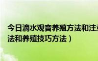 今日滴水观音养殖方法和注意事项大全（滴水观音的繁殖方法和养殖技巧方法）