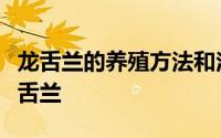 龙舌兰的养殖方法和注意事项桂平中山公园龙舌兰