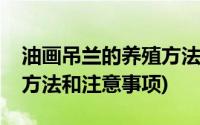 油画吊兰的养殖方法和注意事项(吊兰的养殖方法和注意事项)