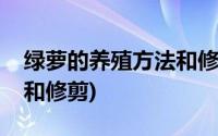 绿萝的养殖方法和修剪方法(绿萝的养殖方法和修剪)