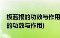 板蓝根的功效与作用治风寒还是风热(板蓝根的功效与作用)