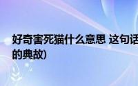 好奇害死猫什么意思 这句话的典故出自哪里(好奇心害死猫的典故)