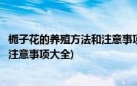 栀子花的养殖方法和注意事项大全图解(栀子花的养殖方法和注意事项大全)