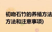 初吻石竹的养殖方法和注意事项(石竹的养殖方法和注意事项)