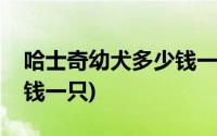 哈士奇幼犬多少钱一只知乎(哈士奇幼犬多少钱一只)