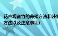 花卉观音竹的养殖方法和注意事项(轻松教会你观音竹的养殖方法以及注意事项)