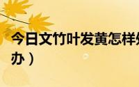 今日文竹叶发黄怎样处理（文竹叶梢发黄怎么办）