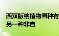 西双版纳植物园种有两种樱草,一种自花授粉,另一种非自