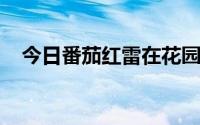 今日番茄红雷在花园里被抓。你怎么想呢