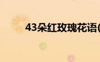 43朵红玫瑰花语(32朵红玫瑰花语)