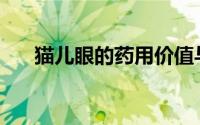 猫儿眼的药用价值与功效作用(猫儿眼)