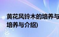 黄花风铃木的培养与介绍方法(黄花风铃木的培养与介绍)