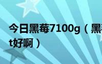 今日黑莓7100g（黑莓手机7290好还是7105t好啊）