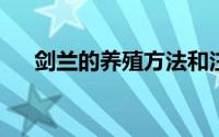 剑兰的养殖方法和注意事项大全虎皮兰