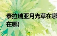 泰拉瑞亚月光草在哪里刷新(泰拉瑞亚月光草在哪)