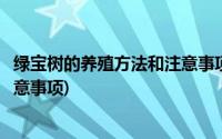 绿宝树的养殖方法和注意事项是什么(绿宝树的养殖方法和注意事项)