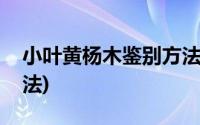 小叶黄杨木鉴别方法图片(小叶黄杨木鉴别方法)