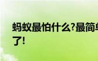 蚂蚁最怕什么?最简单有效的6个方法收藏好了!