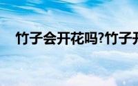 竹子会开花吗?竹子开花后为什么会死亡?