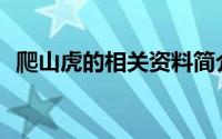 爬山虎的相关资料简介(爬山虎的资料介绍)