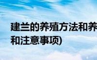 建兰的养殖方法和养护知识(建兰的养殖方法和注意事项)