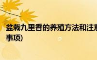 盆栽九里香的养殖方法和注意事项(九里香的养殖方法和注意事项)