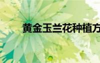 黄金玉兰花种植方法(兰花种植方法)