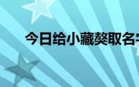 今日给小藏獒取名字（给小藏獒取名）